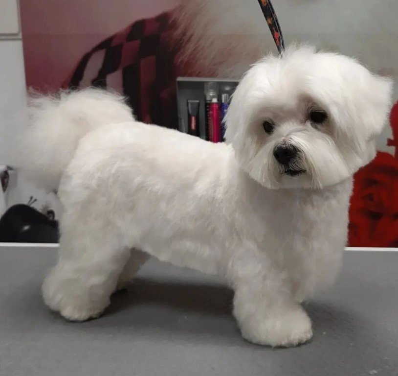 peluqueria canina