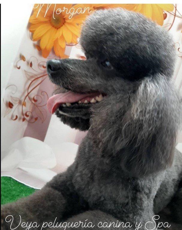 peluqueria-canina en Cantabria