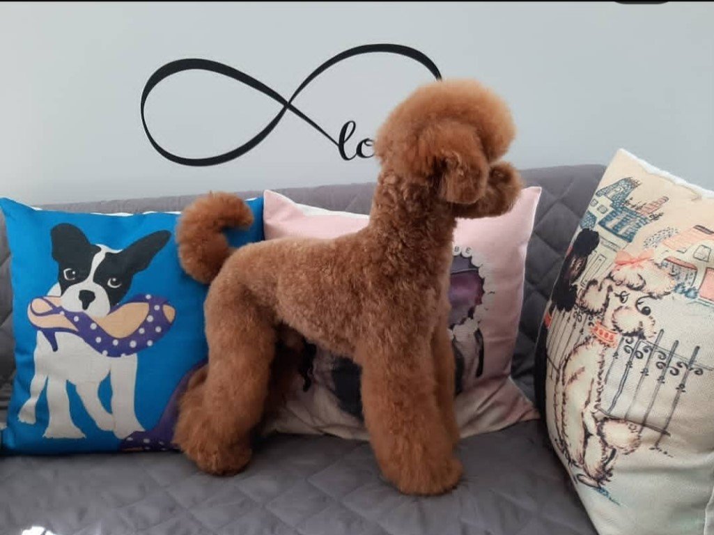 peluqueria-canina en Cantabria