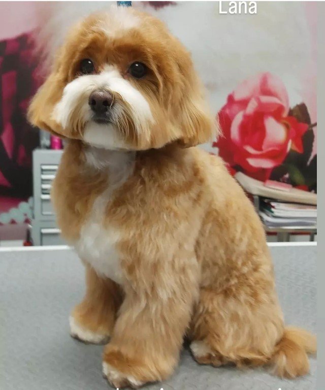 peluqueria-canina en Cantabria