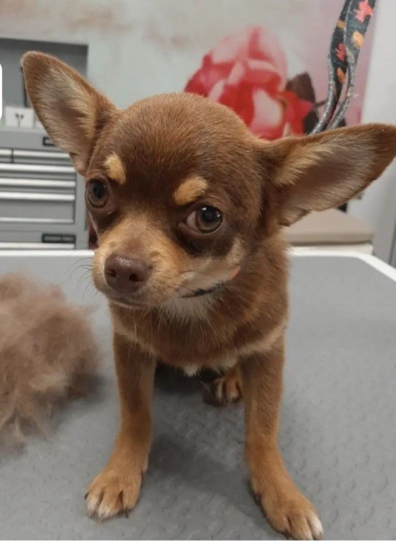 peluqueria-canina en Cantabria