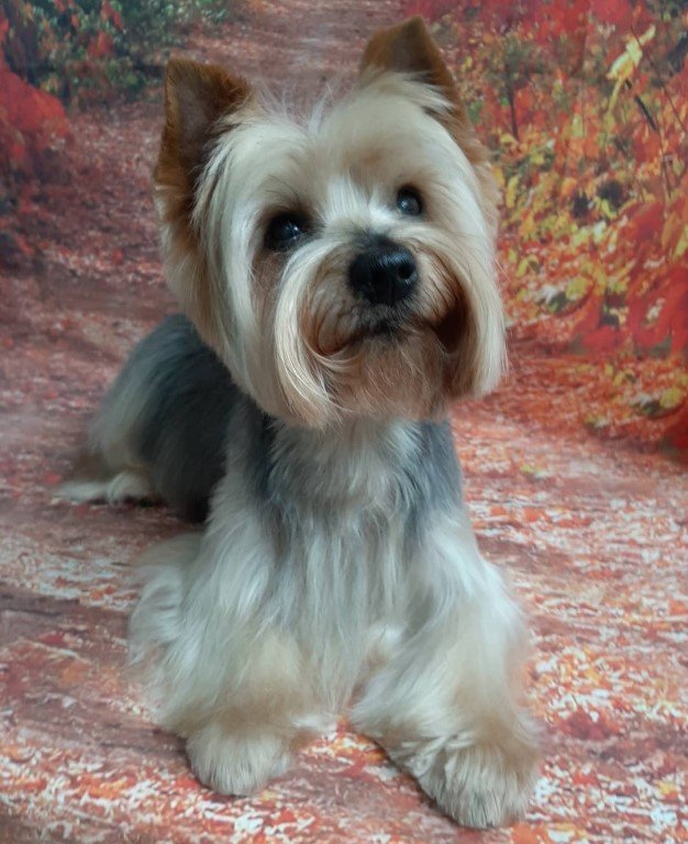 peluqueria-canina en Cantabria