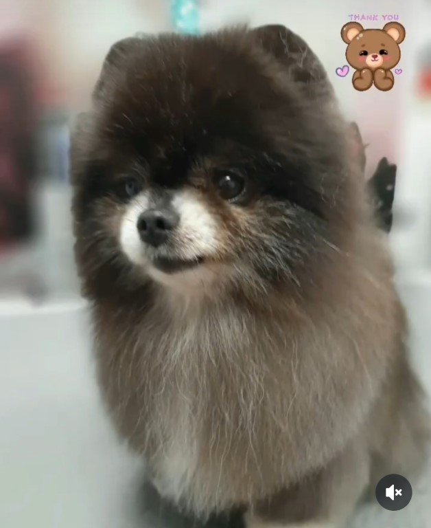 peluqueria-canina en Cantabria