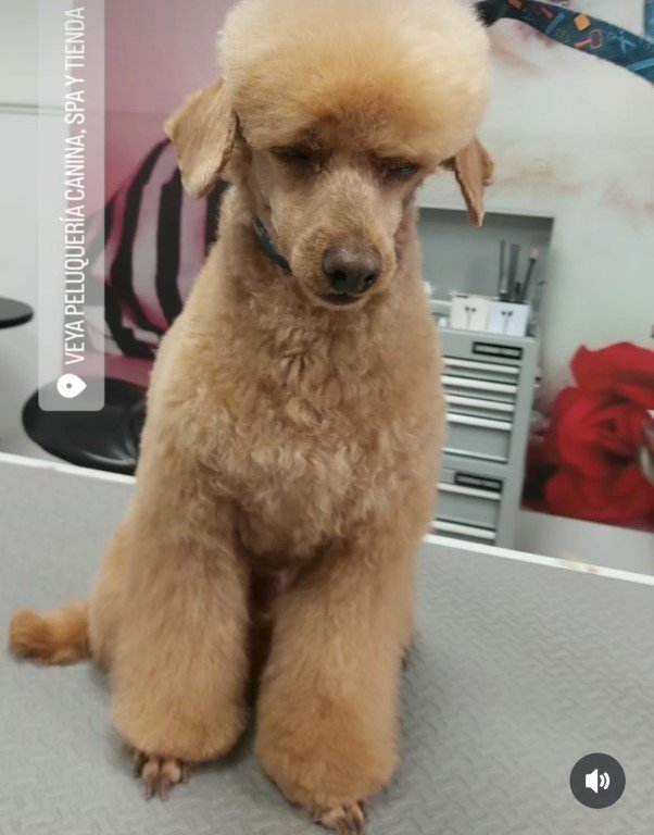 peluqueria-canina